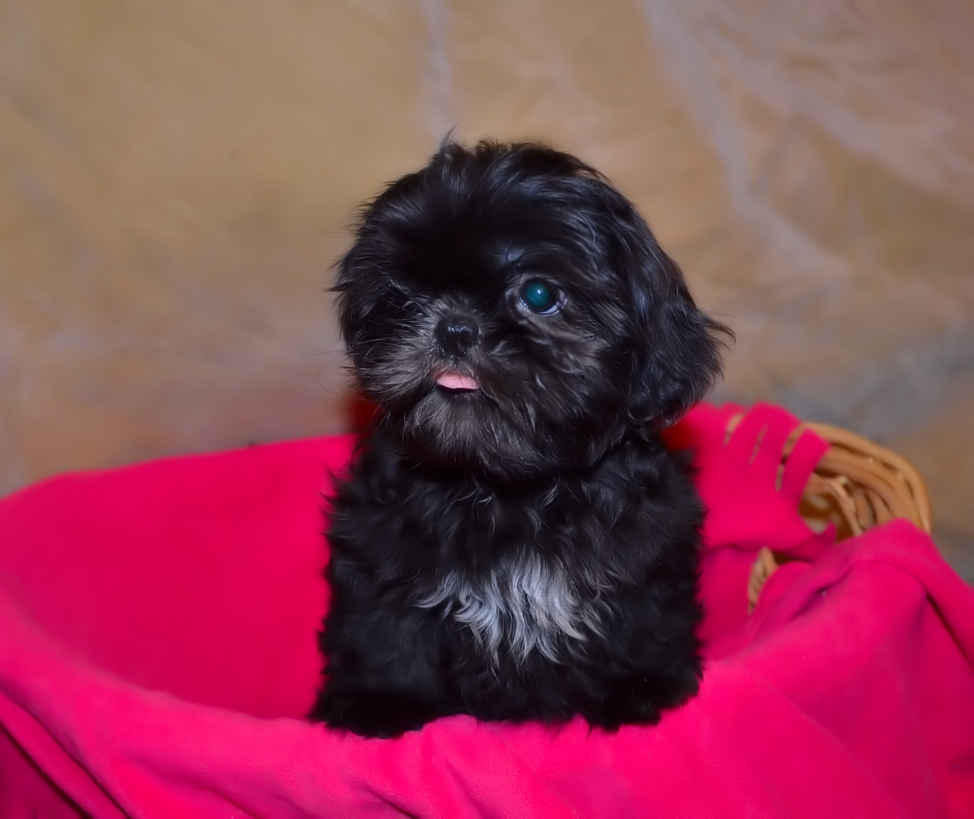 2023 Shih Tzu Puppy