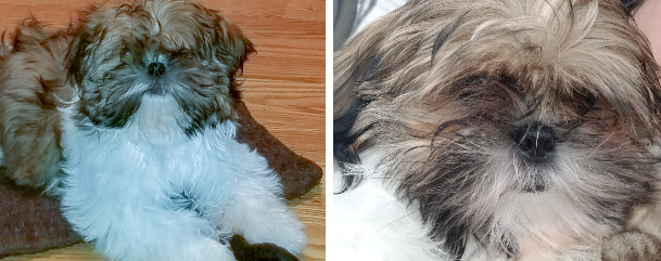 Registered Canadian Shih Tzus