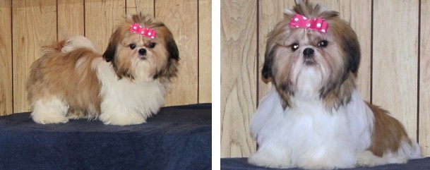 Canadian Kennel Club Registered Shih Tzu - Ziva